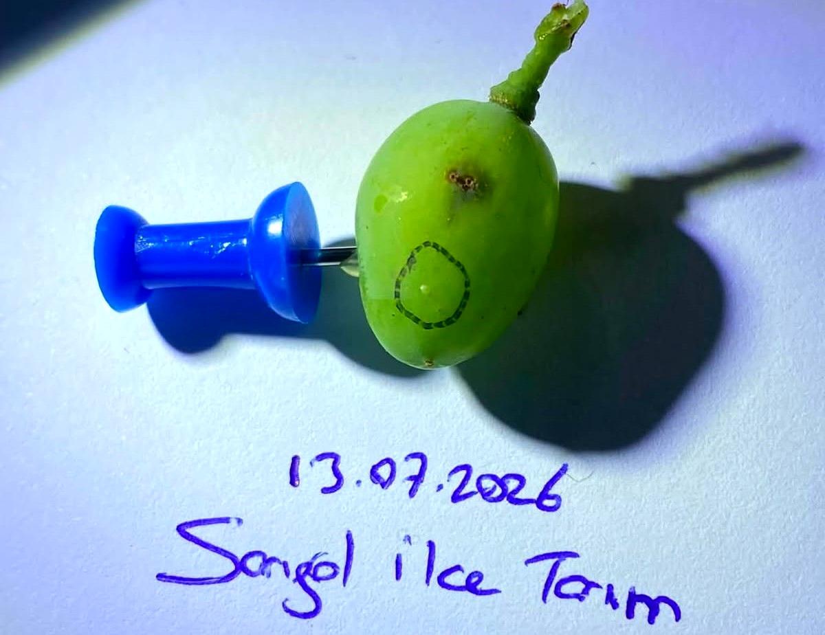 Sarıgöl\'de Üreticilere İlaçlama Uyarısı