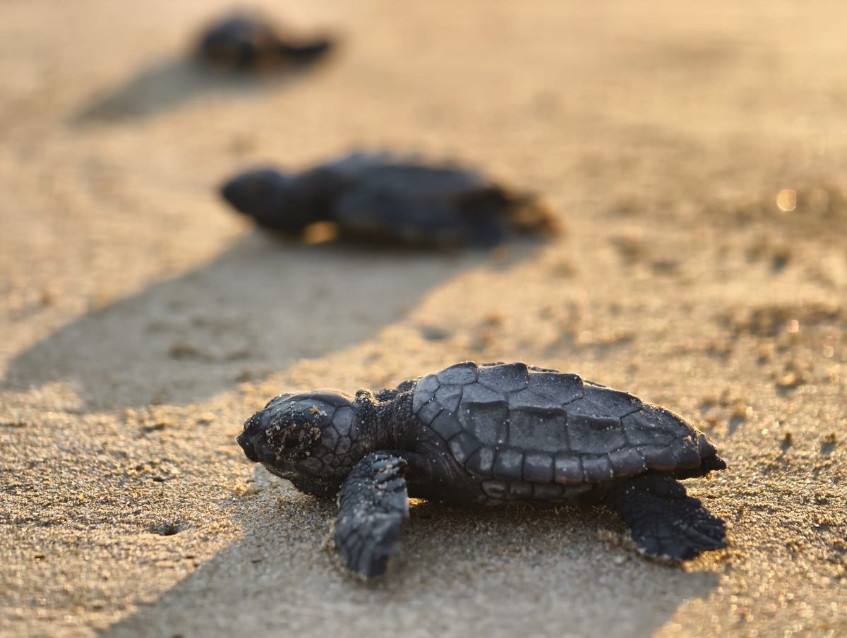 Belek\'te İlk Yavru Caretta Çıktı
