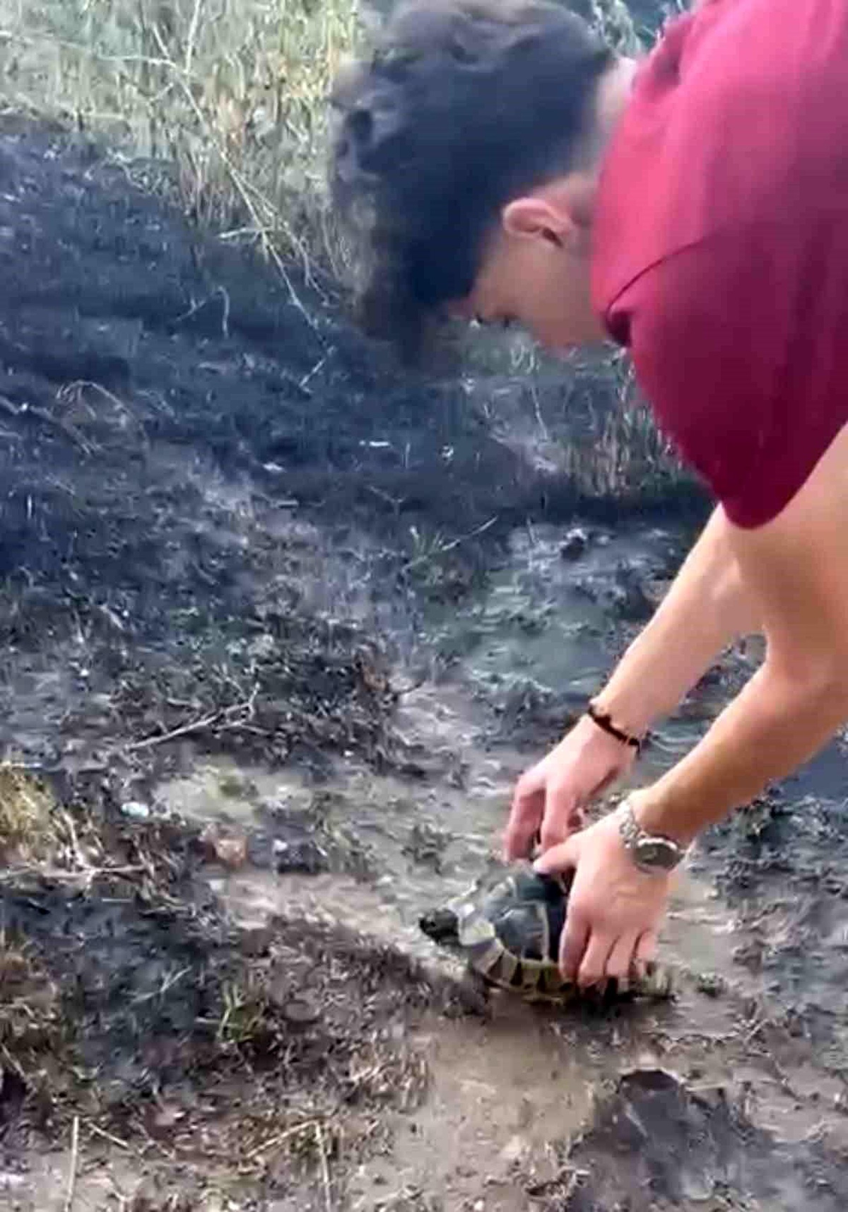Alevlerin arasından kurtardıkları kaplumbağayı serinlettiler