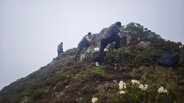 https://foto.sondakika.com/haber/2026/07/14/artvin-in-endemik-guzelligi-dag-gulu-tiryal-d-6-20048665_osd.jpg