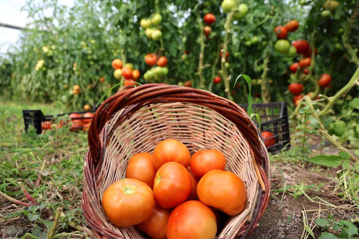 Elazığ\'da Domates Hasadı Başladı