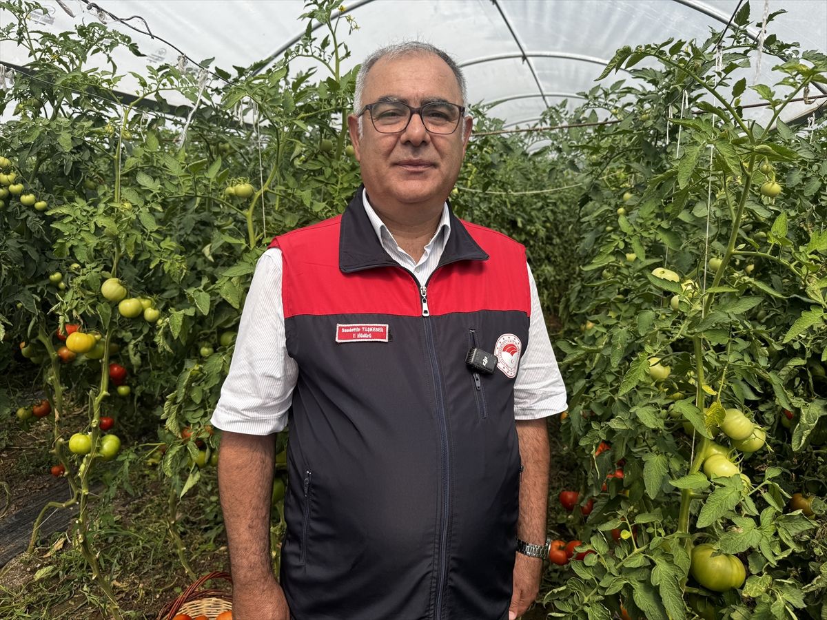 Elazığ\'da Domates Hasadı Başladı