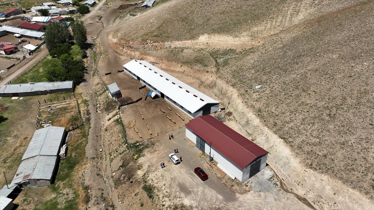 Erzincan\'da Modern Hayvancılık Atılımı