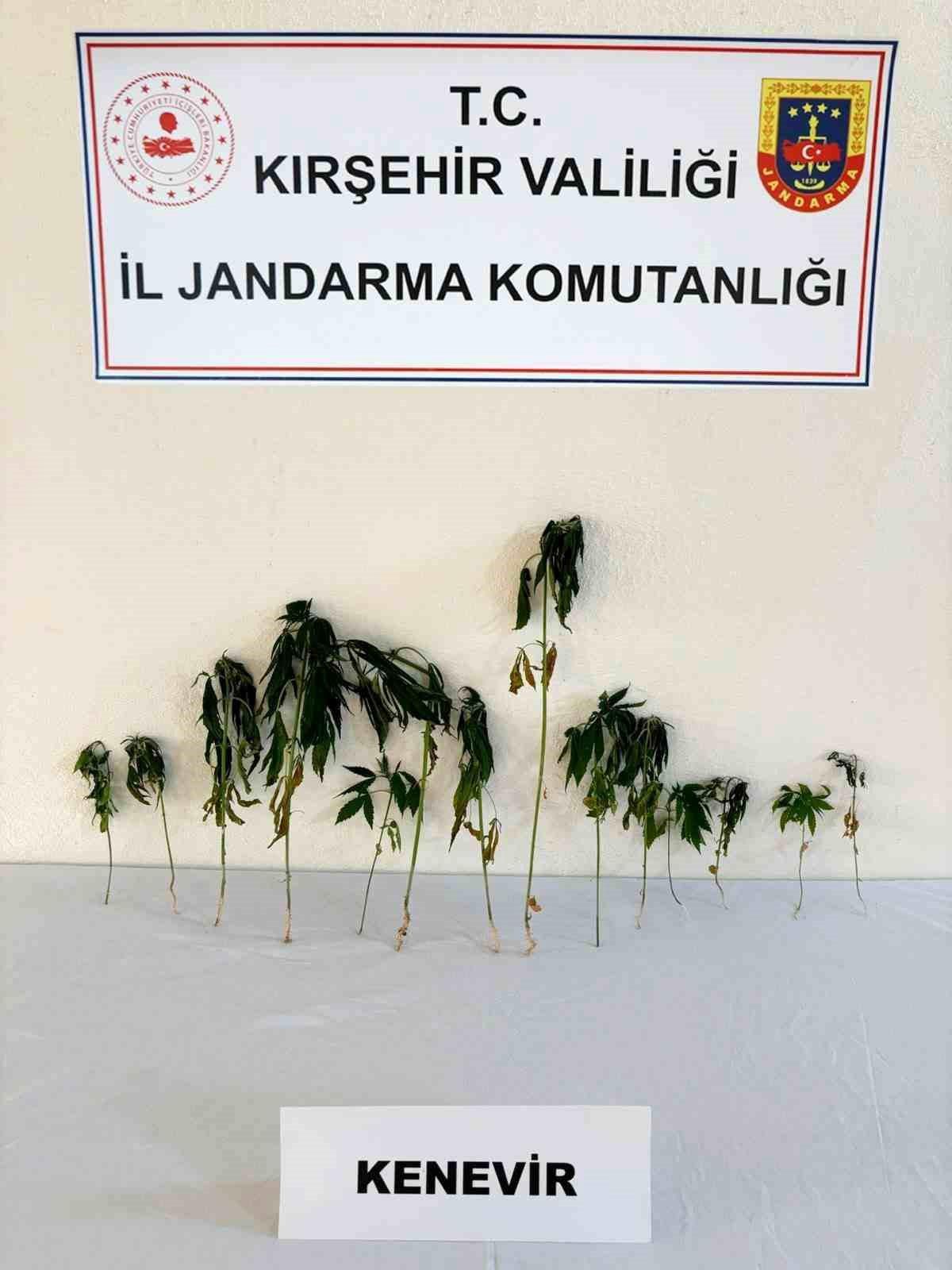 Kırşehir\'de Kenevir Operasyonu