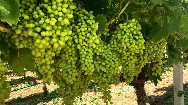 Sarıgöl’de Sultaniye Üzüm Hasatı İçin Hazırlıklar Sürüyor
