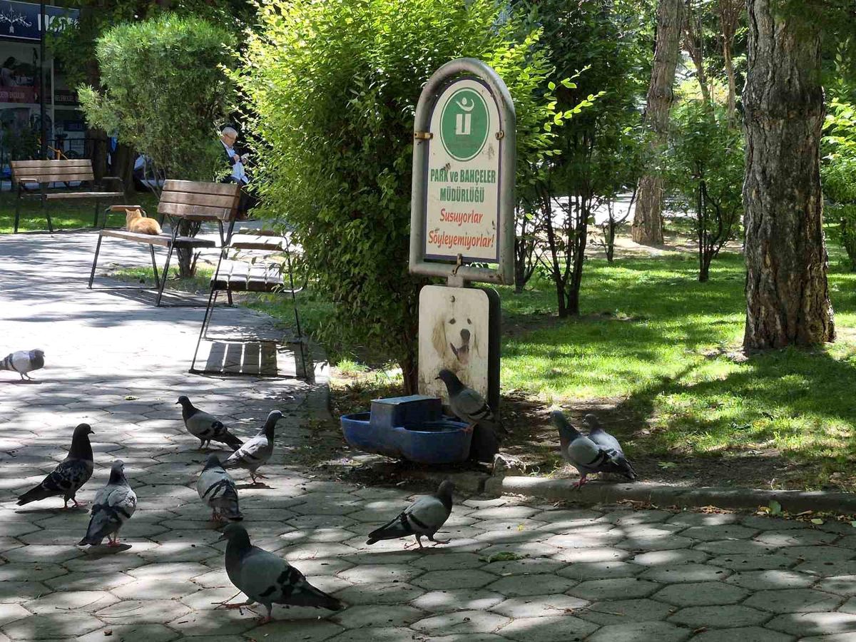 Sıcakta Susayan Güvercinler Su İçti
