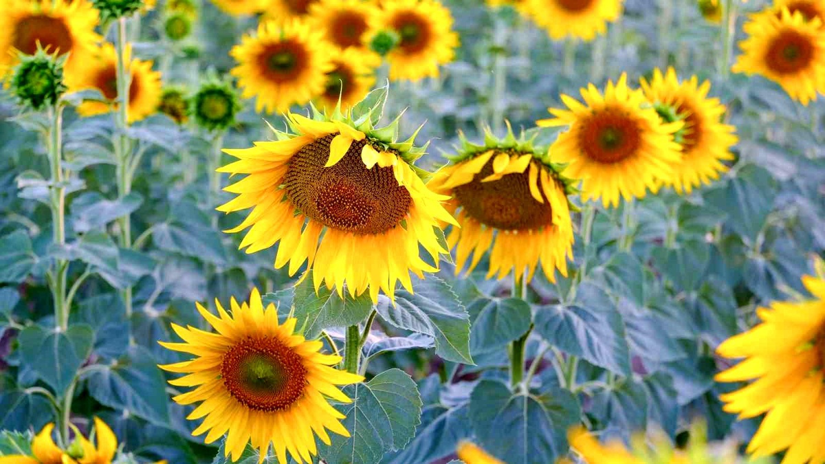 Yollarbaşı\'nda Sarı Ayçiçeği Manzarası