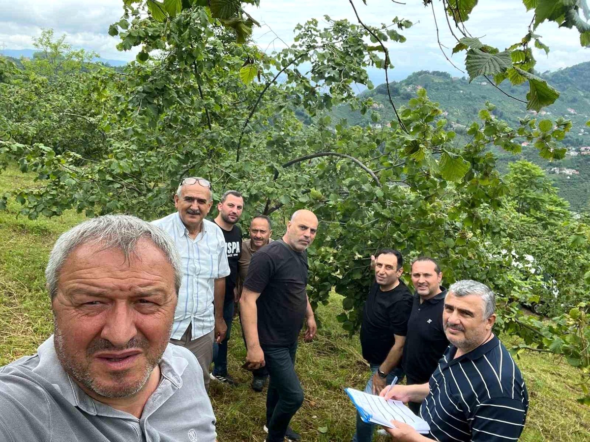 2026 Fındık Rekoltesi İçin Çotanak Sayımı Başladı