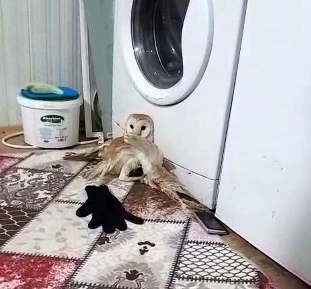 Yaralı Peçeli Baykuş Tedavi Altına Alındı