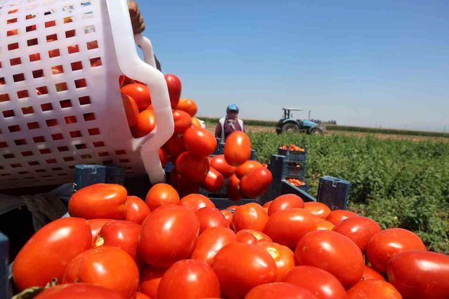 Hatay’da Kavurucu Sıcaklarda Domates Hasadı