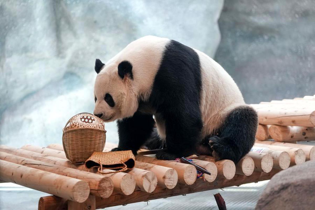 Beijing\'de Yeni Dev Panda Tesisi Açıldı