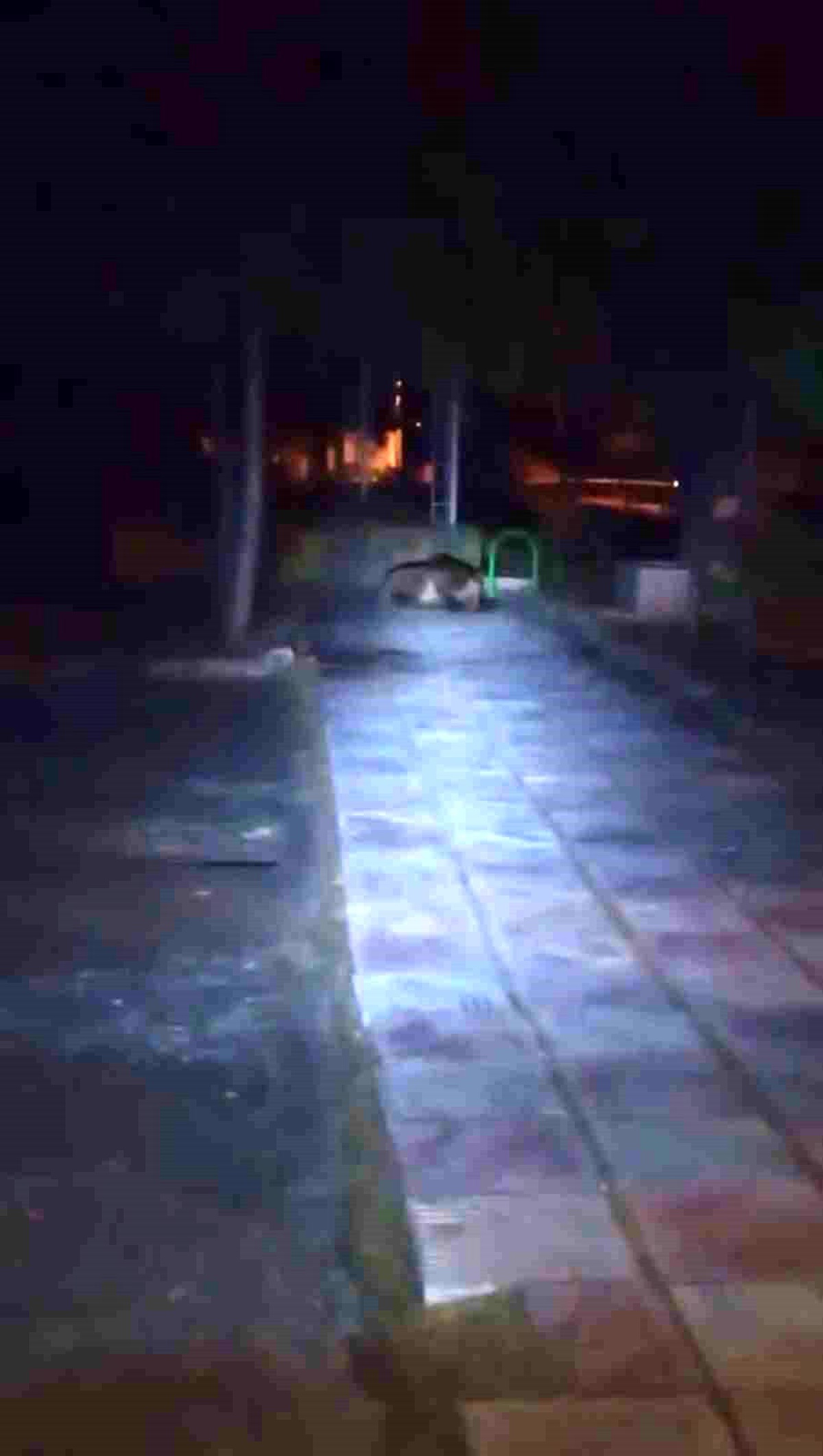 Kıbrıscık\'ta Çocuk Parkında Ayı Görüntülendi