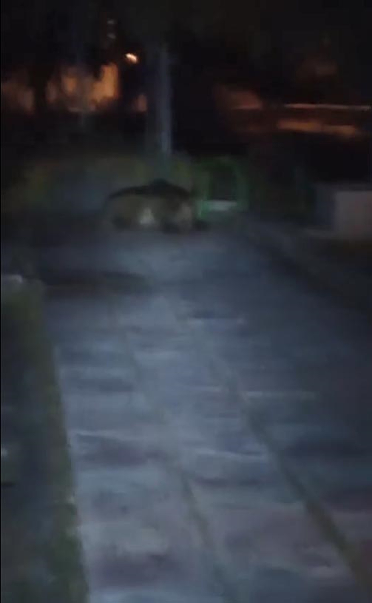 Kıbrıscık\'ta Bozayı Parkta Yatarken Görüntülendi