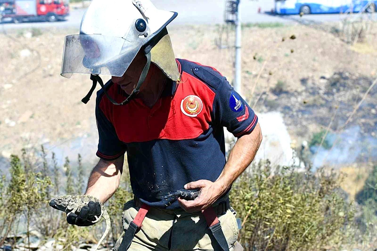İzmir İtfaiyesi bukalemunu hayata döndürdü