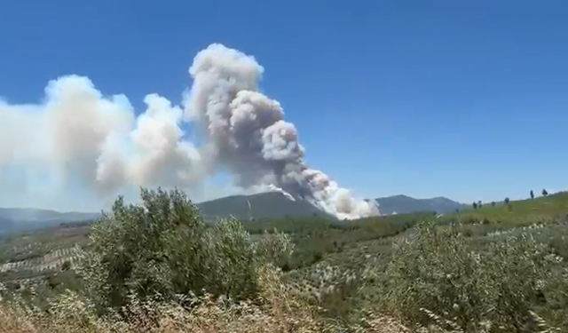 Manisa'nın Akhisar ilçesinde ormanlık alanda yangın