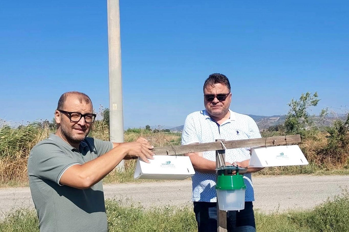 Pamuk Üretiminde Feromon Tuzakları Uygulaması