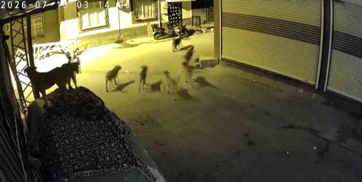 Sürü halindeki köpeklerden korkan kedi, pencere demirine tırmandı