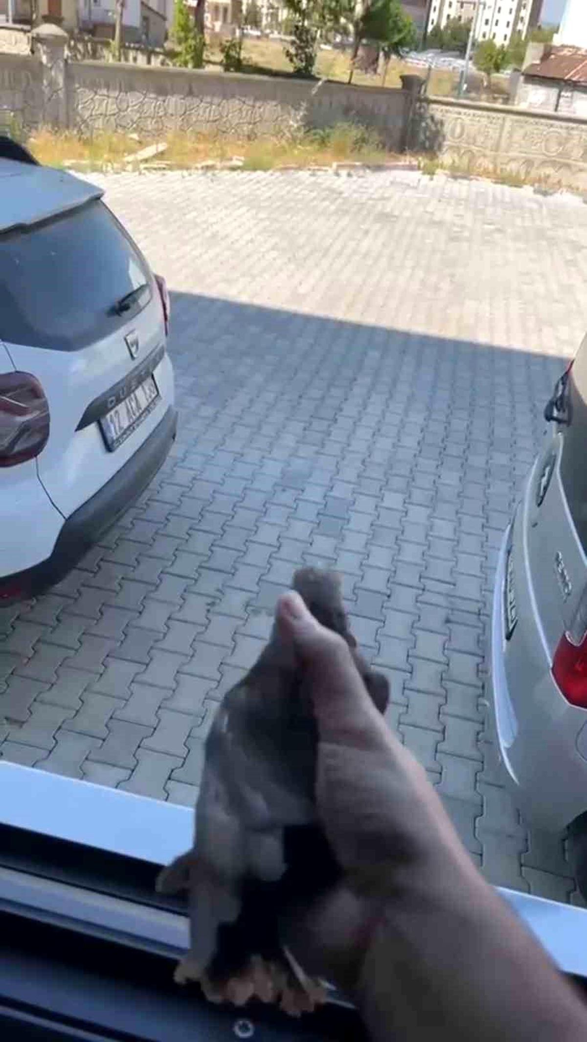Sığırcık Kuşu Kurtarıldı