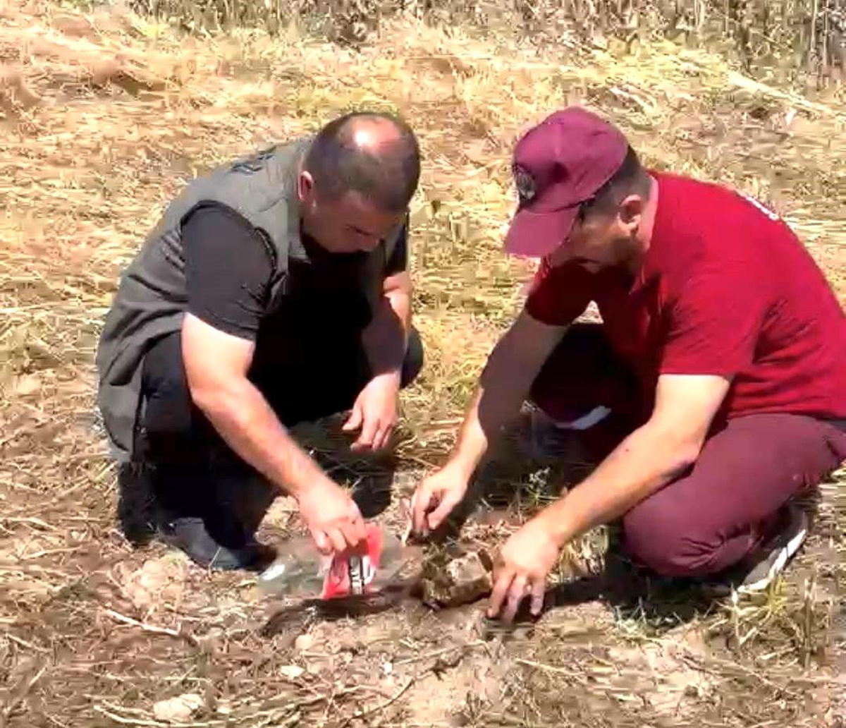Kaplumbağa Yangından Kurtarıldı
