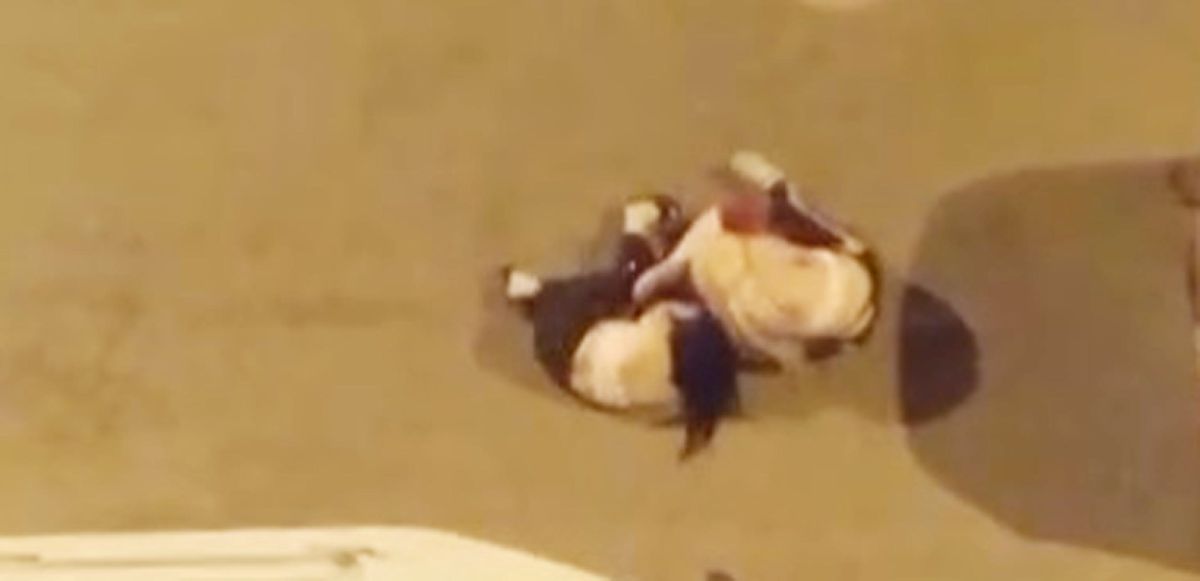 Iğdır\'da Alkollü Kadınlar Saç Saça Baş Başa Kavga Etti