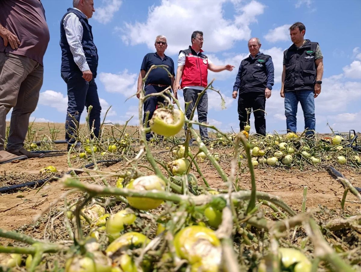 TARSİM Yönetimi Tekirdağ\'da Hasar İncelemesi