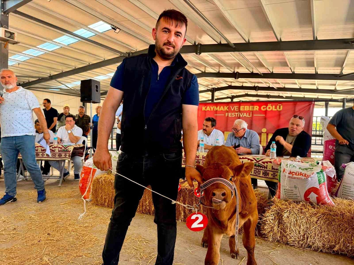 Eber Gölü Kaymak Festivali\'nde Buzağı Yarışması