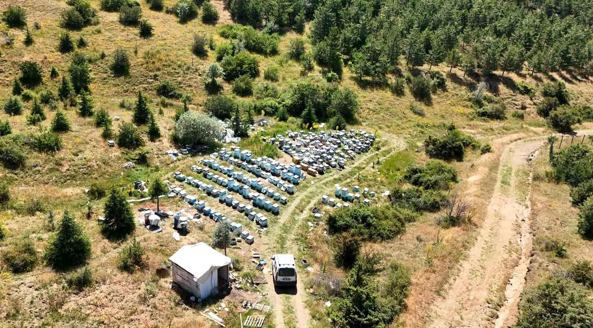 Yozgat\'ta Bal Üretimi Artıyor