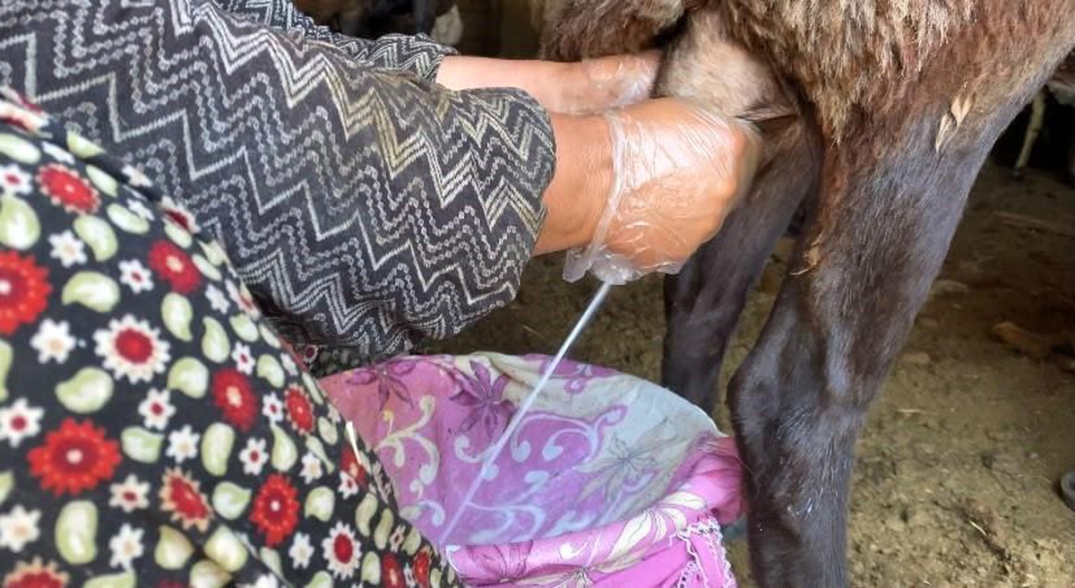 Ağrılı Üreticiler Koyun Sütüyle Ekonomiyi Destekliyor