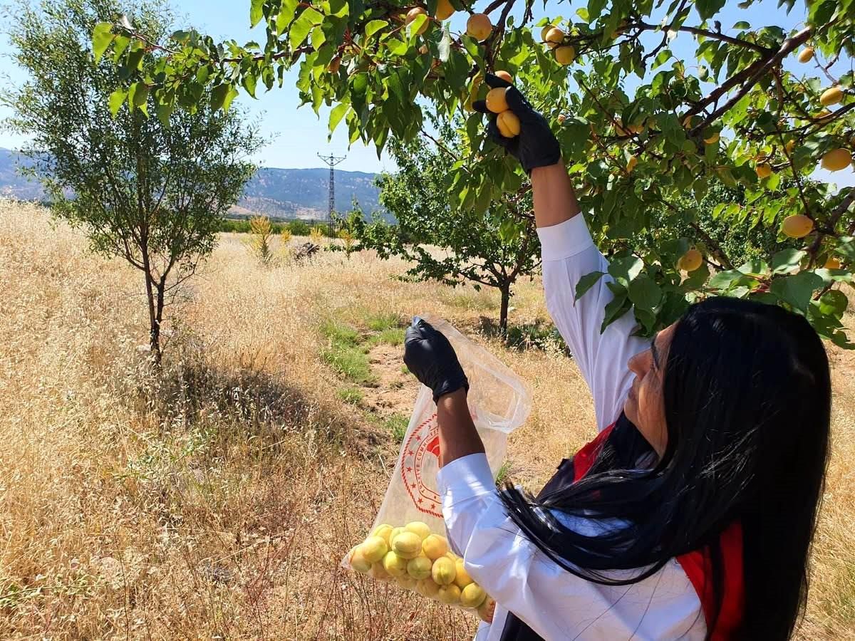 Elazığ\'da Pestisit Denetimleri Başladı
