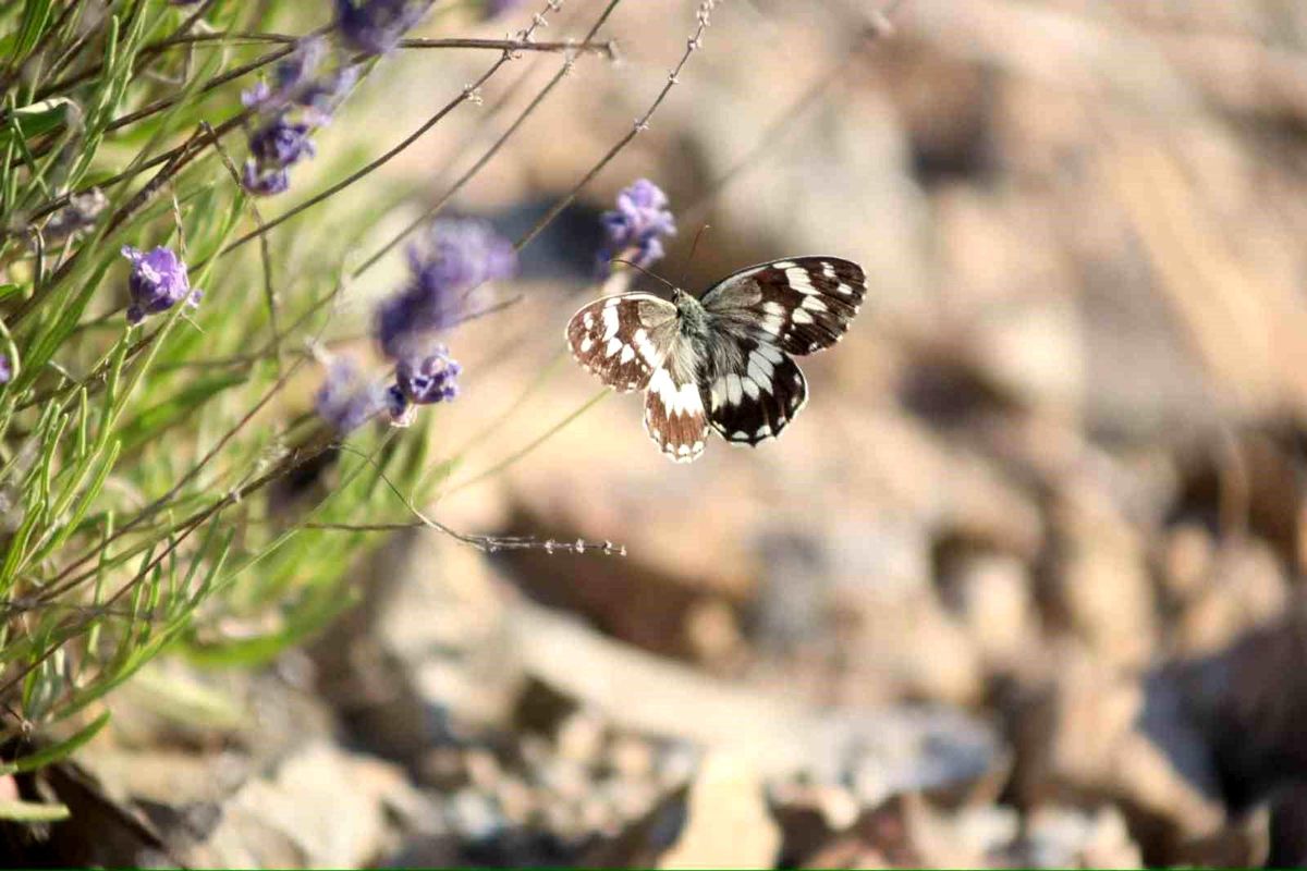 Harput\'ta Kelebeklerin Lavanta Dansı