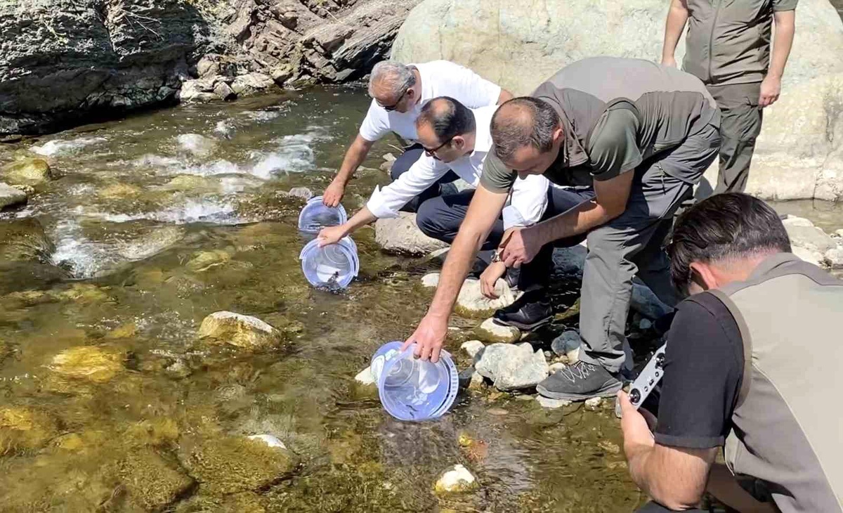 İki sel felaketinden etkilenen İlişi Çayı\'na 15 bin alabalık salındı
