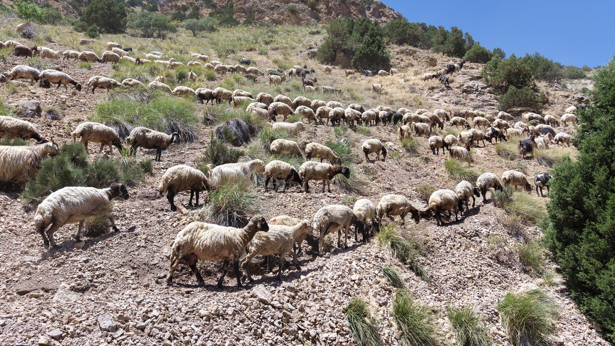 Norduz Koyunları Üzerine Davranış Araştırması