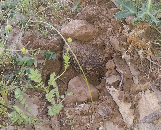 Toprağın altında tam 22 ton keşfedildi! Kilosu 750 Euro