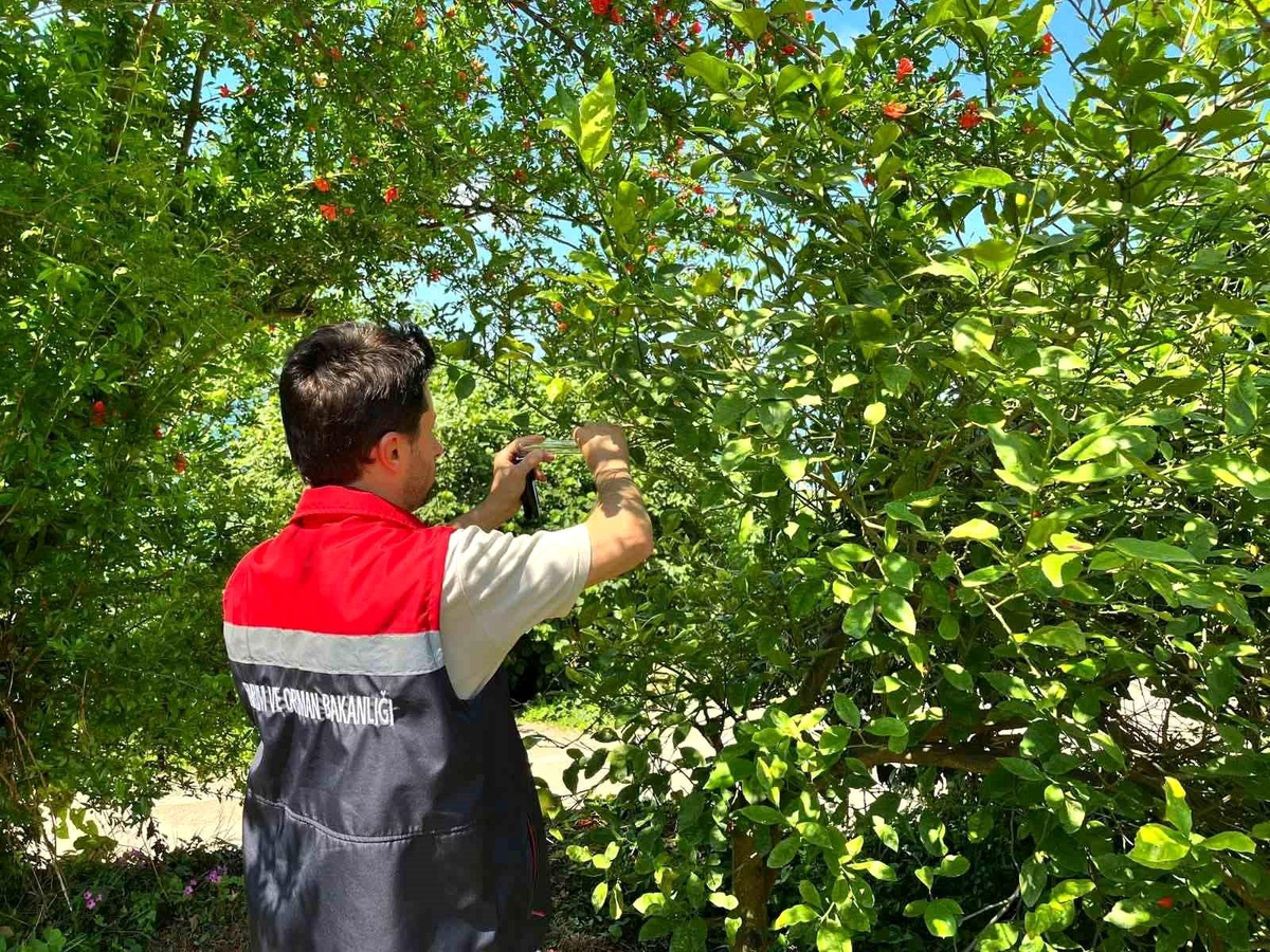 Rize\'de Samuray Arısı Doğaya Salındı