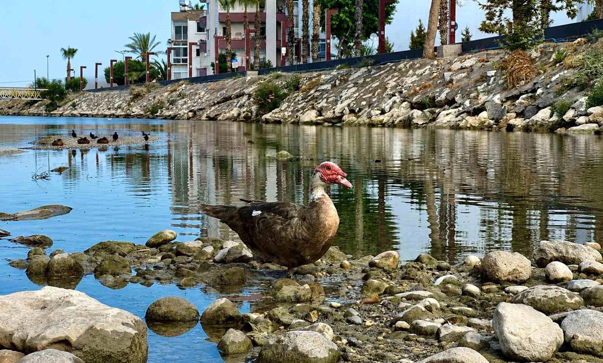 Mersin\'de Kuşların Yaşam Alanları Tehdit Altında