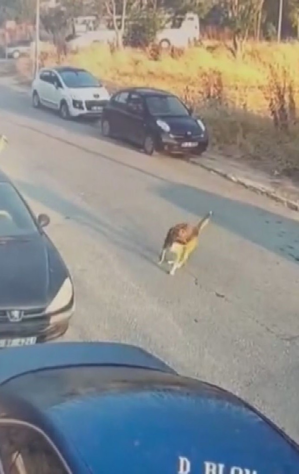 Sokak köpeklerine araba süren sürücü tutuklandı