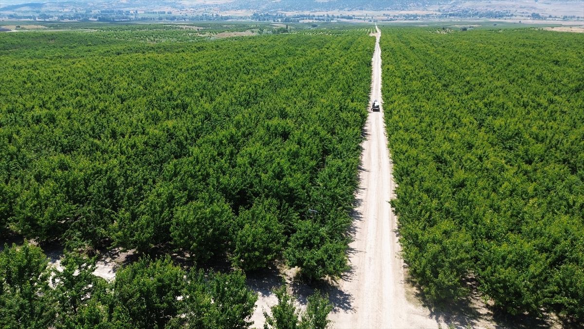Kabalı Köyü Meyve Bahçesi ile Ekonomiye Katkı Sağlıyor