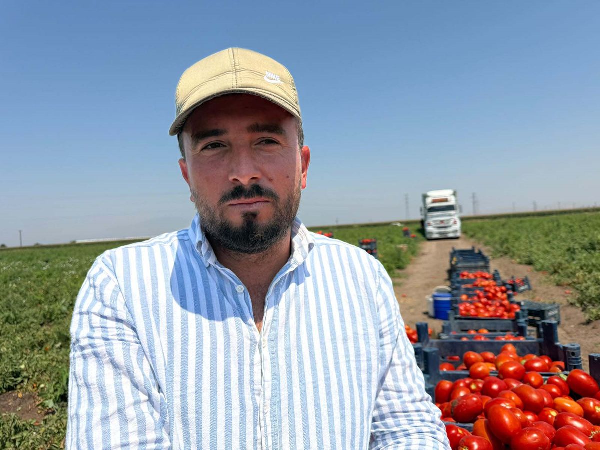 Amik Ovası\'nda Domates Hasadı Başladı