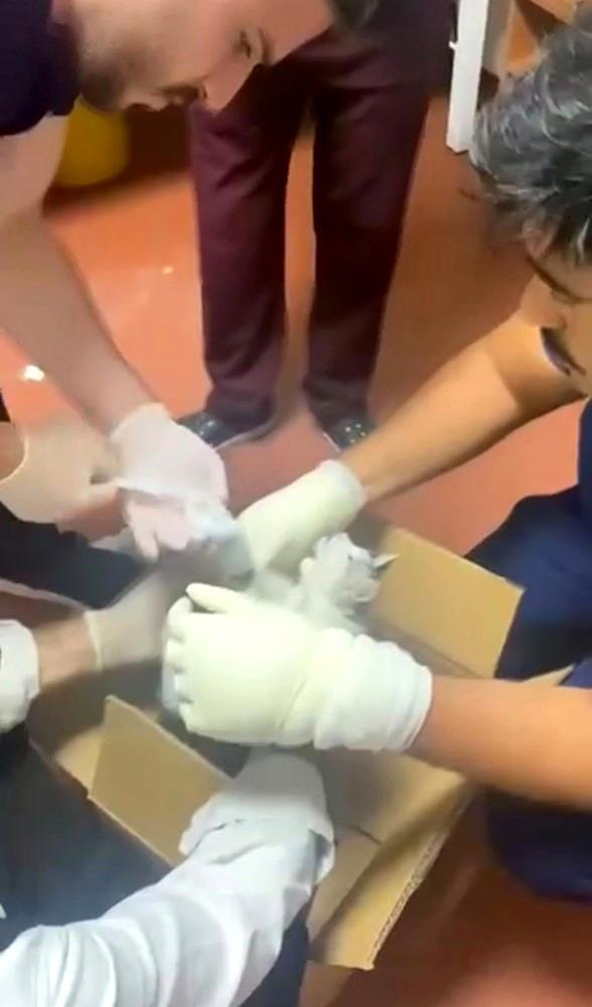 Elazığ\'da Bacağı Kırık Sokak Kedisine Müdahale