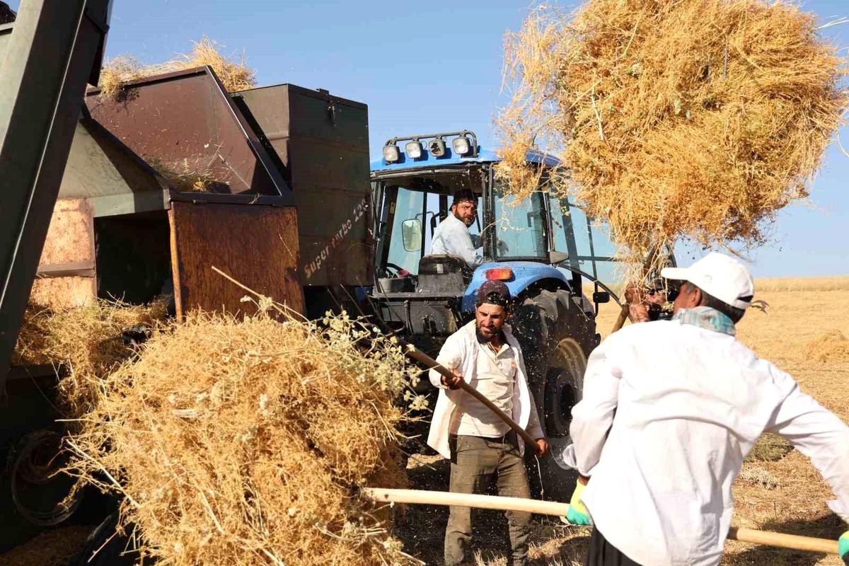 Diyarbakır\'da Çiftçiler Sıcaklığa Rağmen Hasat Yapıyor