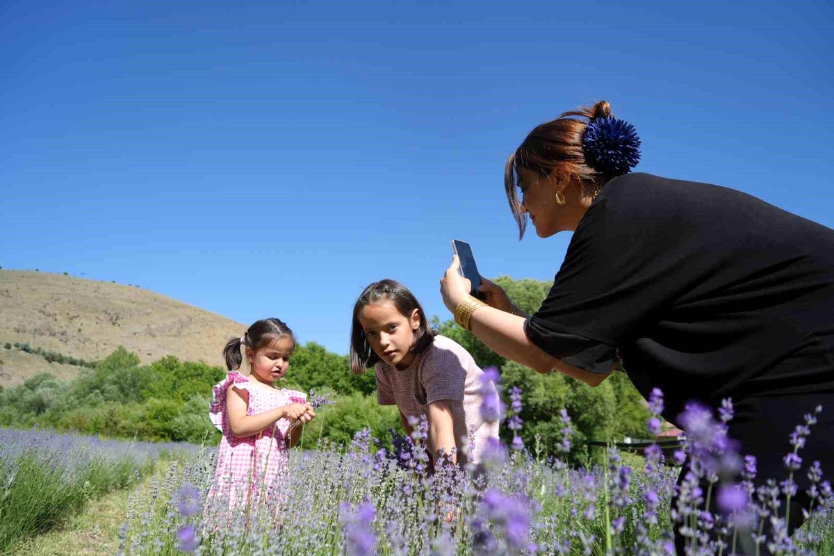 Erzincan\'ın Mor Cenneti: Lavanta Bahçesi