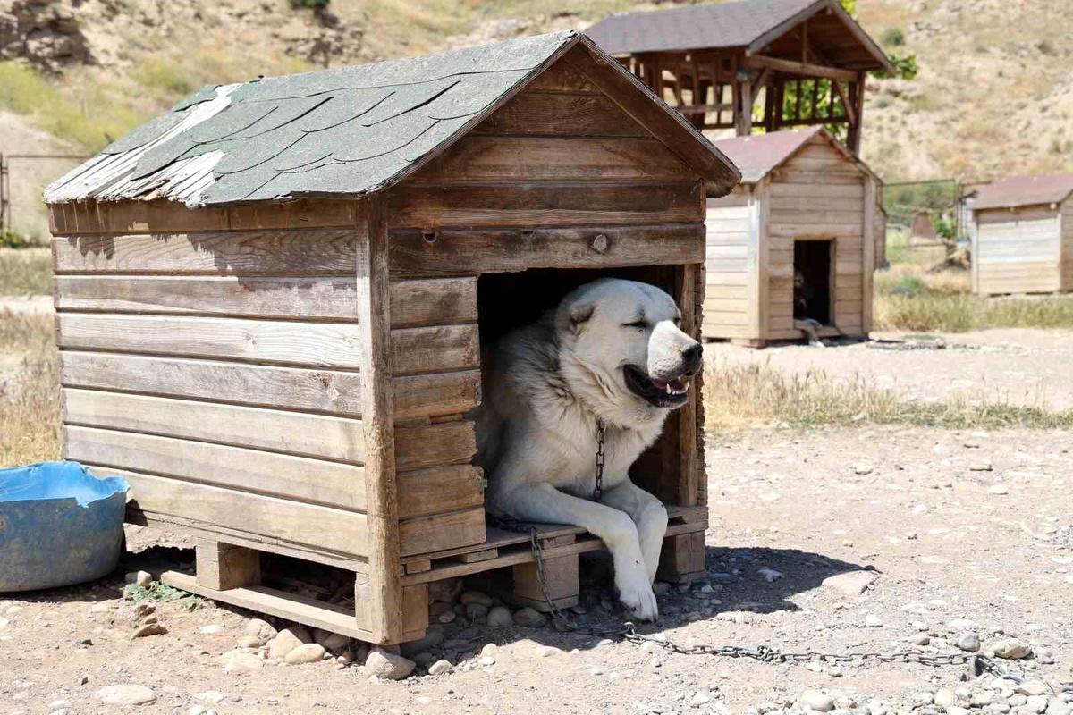 Kangal Köpekleri Sıcak Havadan Olumsuz Etkileniyor