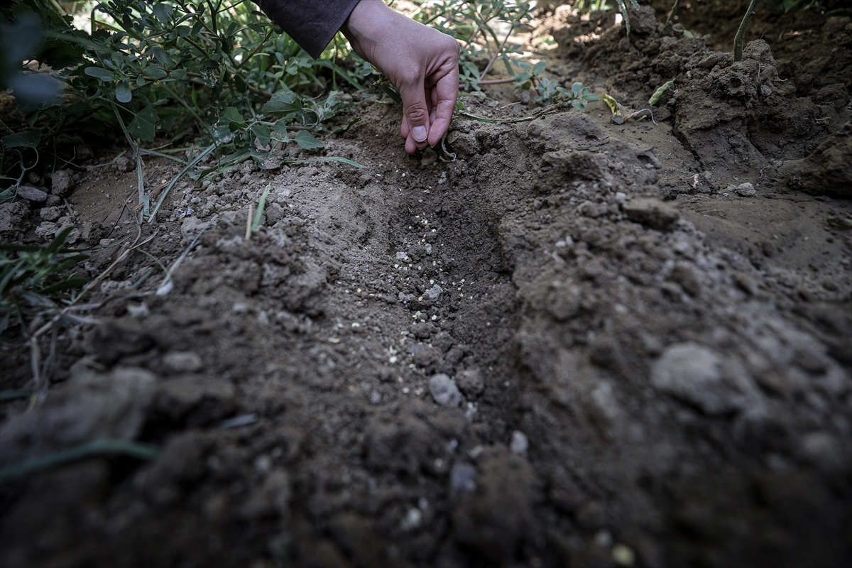 Yerel Tohumlar Üreticilerle Buluşuyor