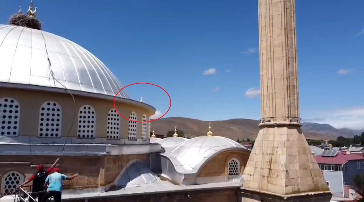 Bayburt\'ta yuvasına dönemeyen yavru leylek ekipleri harekete geçirdi