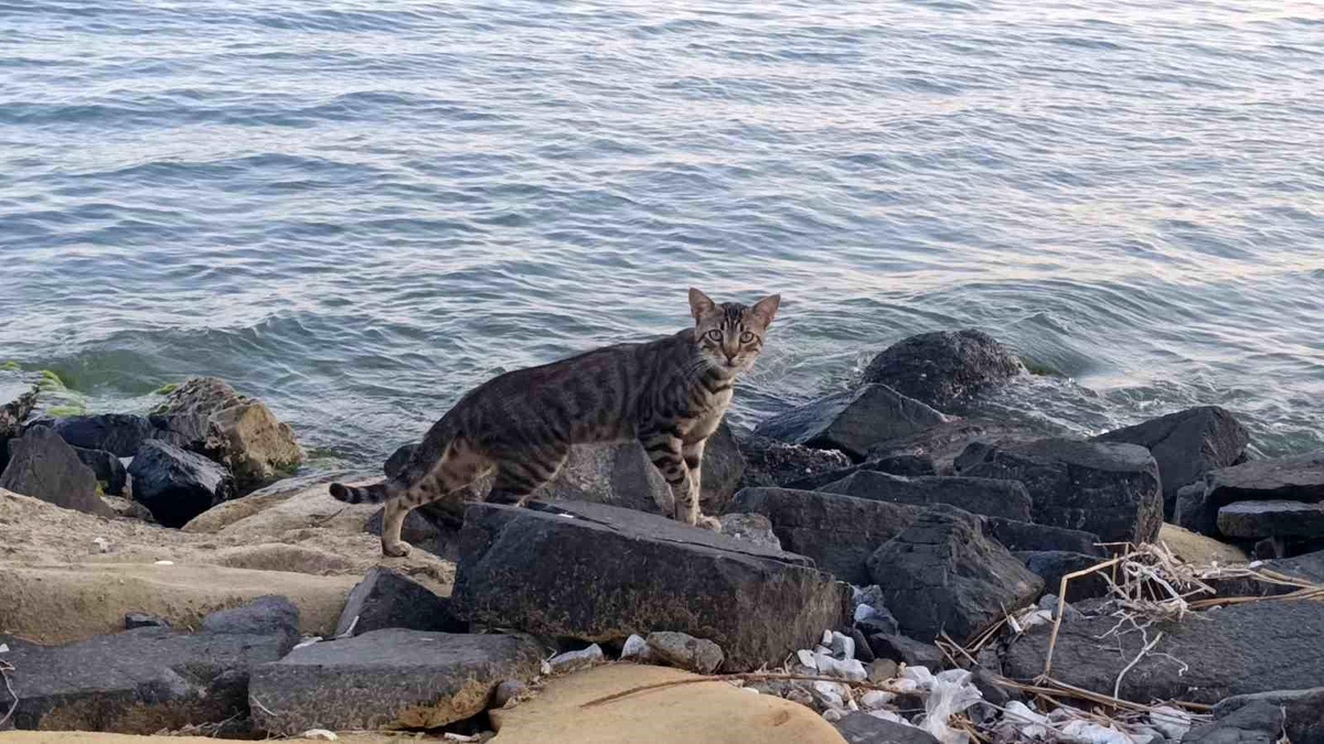 Tekirdağ Sahili Sıcak Hava Nedeniyle Boş Kaldı