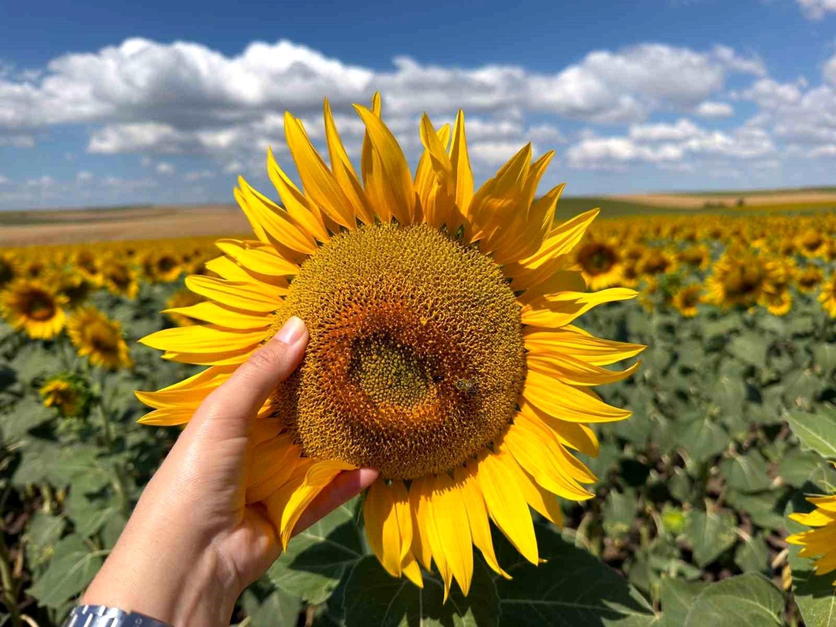 Edirne\'nin Ayçiçeği Bereketi
