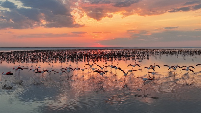 Flamingoların dansı: Son 5 yılın en yüksek yavru sayısı