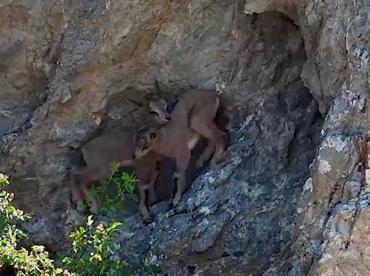 Yavru Keçiyi Dronla İzlediler