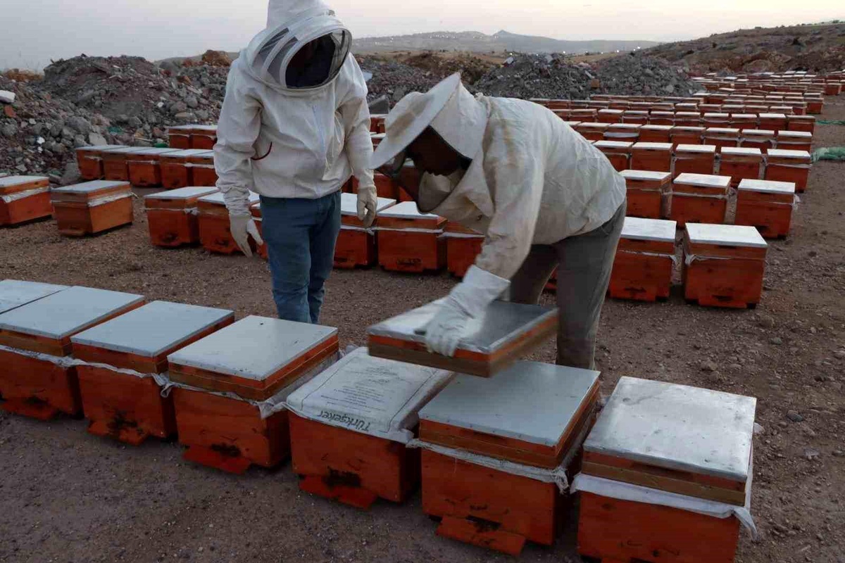 Adıyaman\'da 2026 Bal Fiyatları Açıklandı