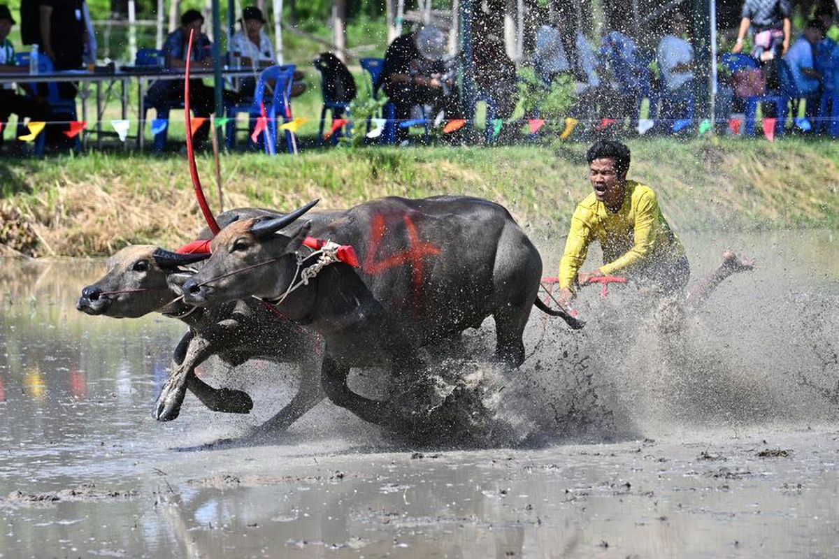 Tayland\'da Bufalo Yarışları Coşkusu